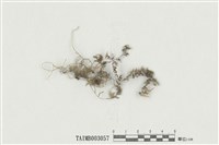 藏品(懸苔屬)的圖片